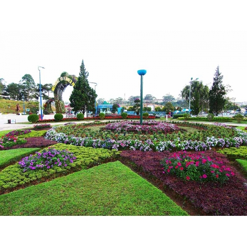 Hoa Da Lat