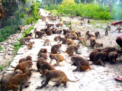 Káº¿t quáº£ hÃ¬nh áº£nh cho monkey island nha trang