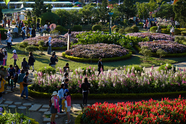 Fetival Flower Dalat 