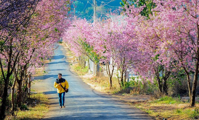 Muoi Loi Valley of Flower Dalat 