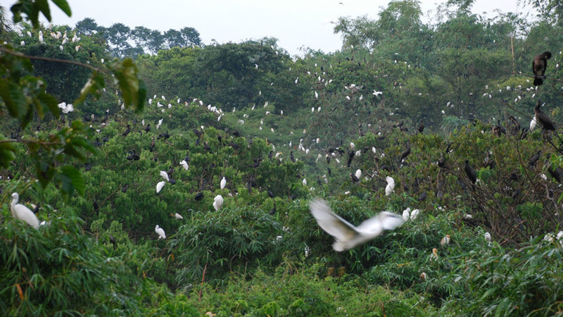 a bird garden in mekong delta