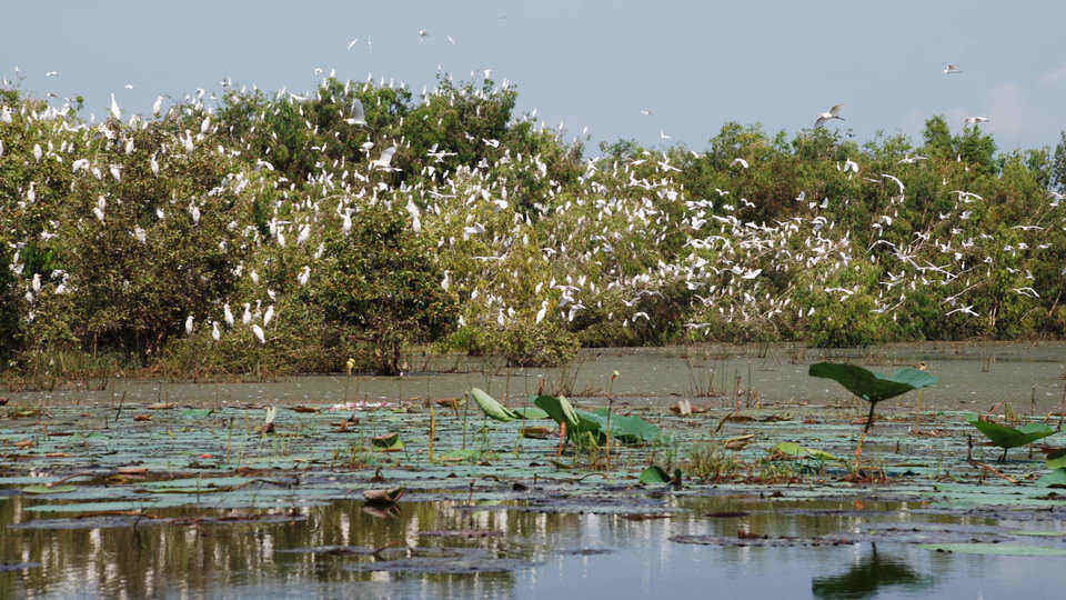 bac_lieu_bird_garden