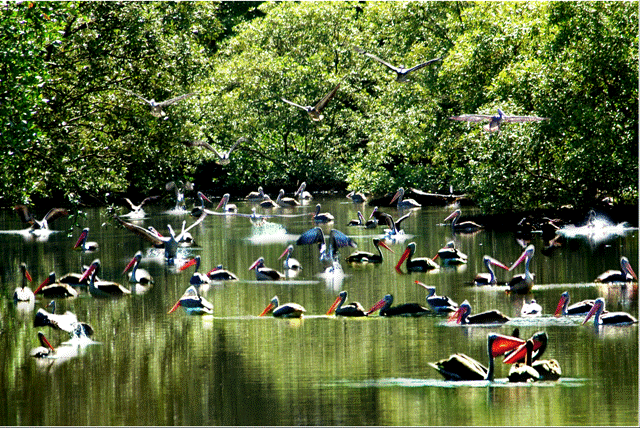 Tu na bird garden