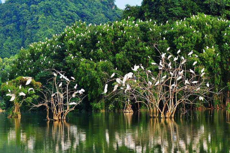 ca-mau-bird-sanctuary