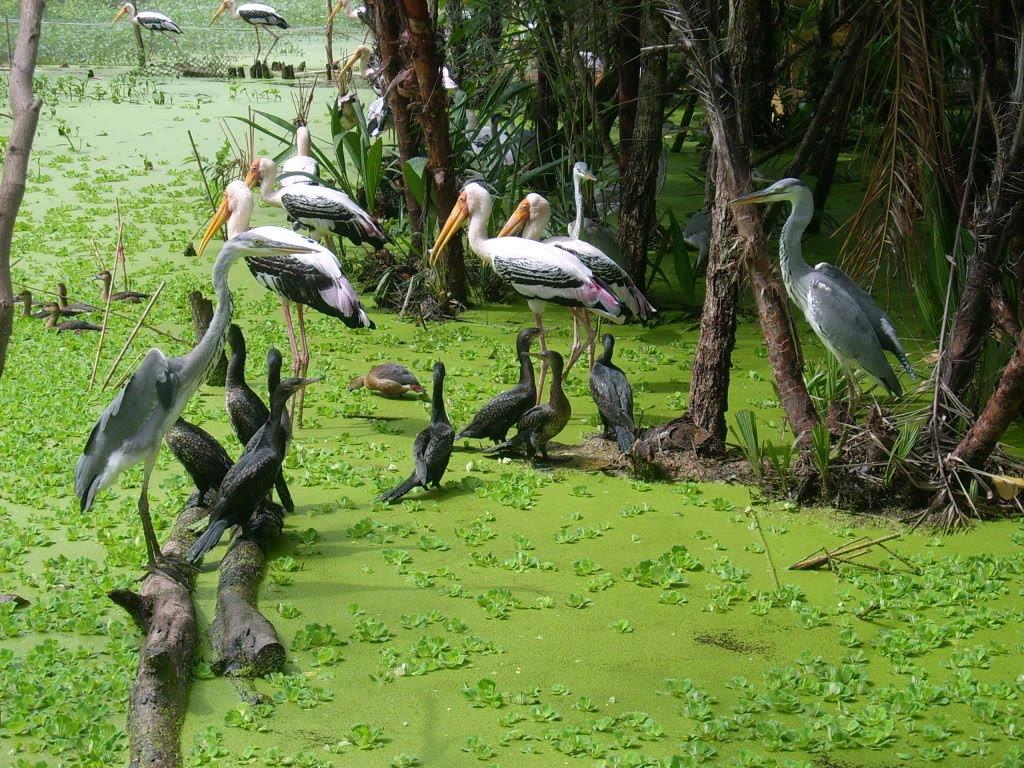 ngoc hien bird garden ca mau