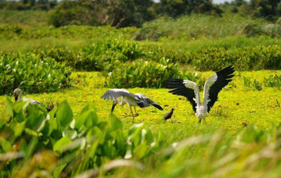 Experience the wildlife with a trip to U Minh National Forest