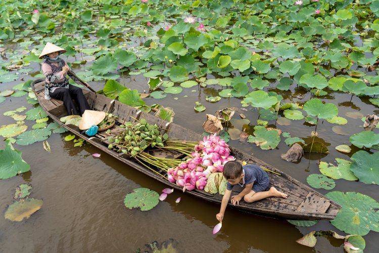 Mekong’s Beauty though the Lotus Fields in Thap Muoi