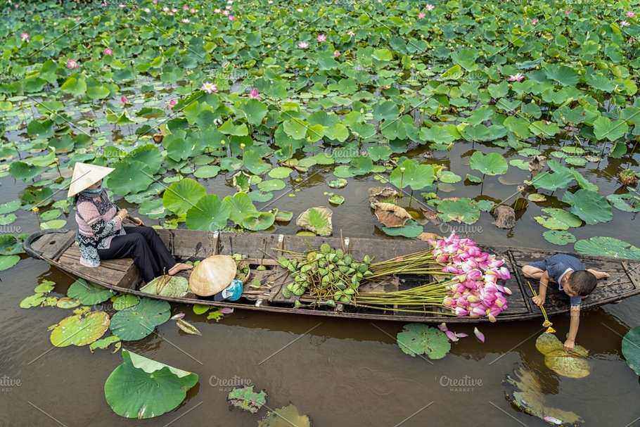 lotus_fields_in_thap_muoi