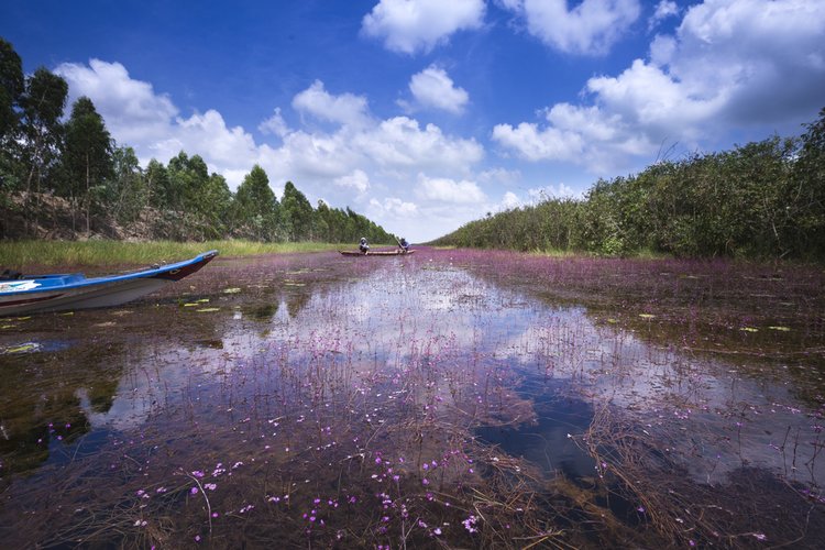 Tram chim national park Dong Thap- a wonderland of Mekong Delta