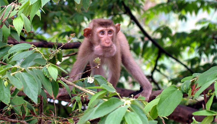 Enjoy wild animal Phu Quoc natinal park