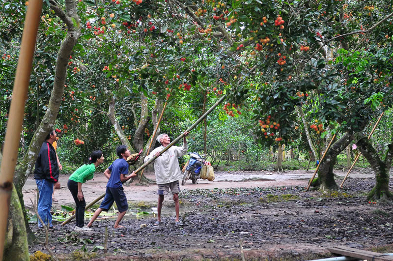 Visitor chard sand fruit gardens Ben tre 