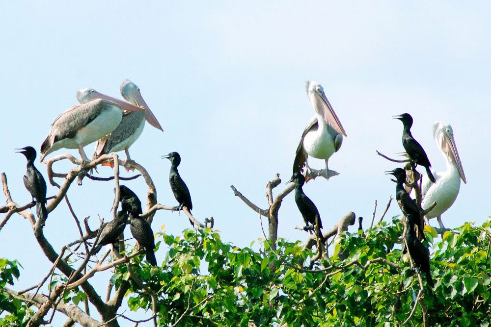 Bird garden