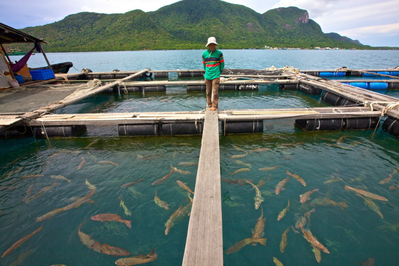 A Vietnamese fish farmer in Con Dao