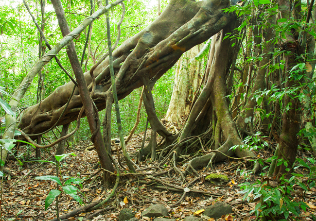 cat tien national park